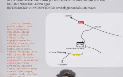 Salida ornitológica en Las Monteras